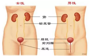 女性治尿道感染的药物，女性治尿道感染的药物有哪些