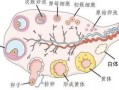 青年女性卵泡个数，青年女性卵泡个数多少正常