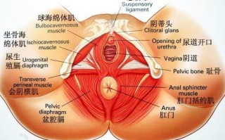 女性生理结构图，女性生理构造结构图