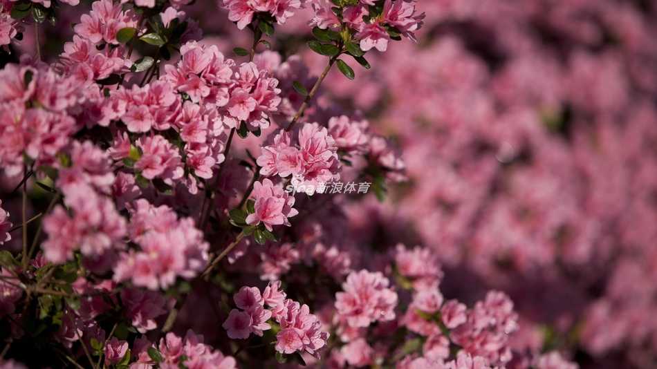 阿诺·帕尔默在人群簇拥下走过奥古斯塔的球道，眼中闪烁着告别与不舍的泪光。