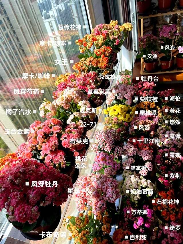 王阿姨正在给阳台上的长寿花浇水，阳光透过窗户洒在厚实的叶片上，水珠晶莹剔透