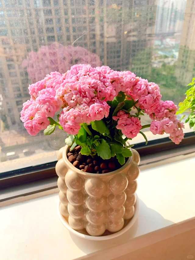 夜幕降临，王阿姨家的窗台上，长寿花在灯光映照下依然明艳动人，为冬夜增添了一抹温暖的亮色