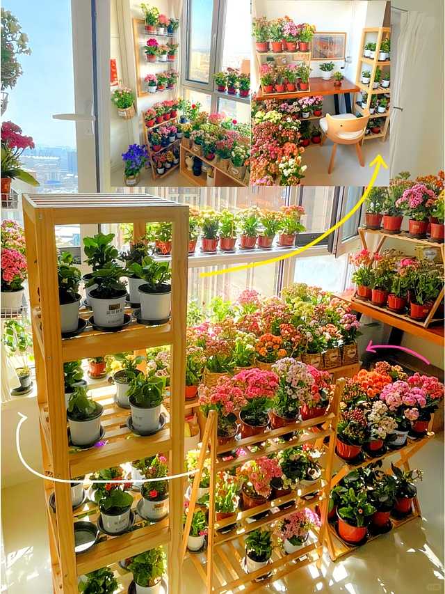 阳光洒满的南向窗台，一排长寿花盆栽摆放得整整齐齐，叶片肥厚油亮，花苞密密麻麻挂满枝头，正贪婪地进行着光合作用。