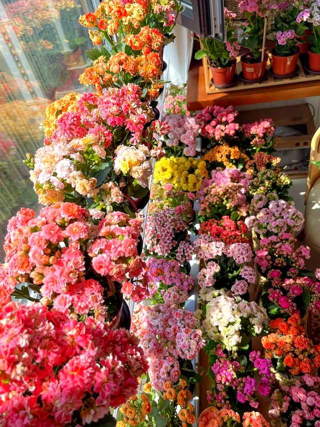 特写镜头下，一株名为“金狐狸”的长寿花，花瓣边缘镶嵌着金黄色，内芯火红，层层叠叠，在阳光下熠熠生辉，华丽又独特。