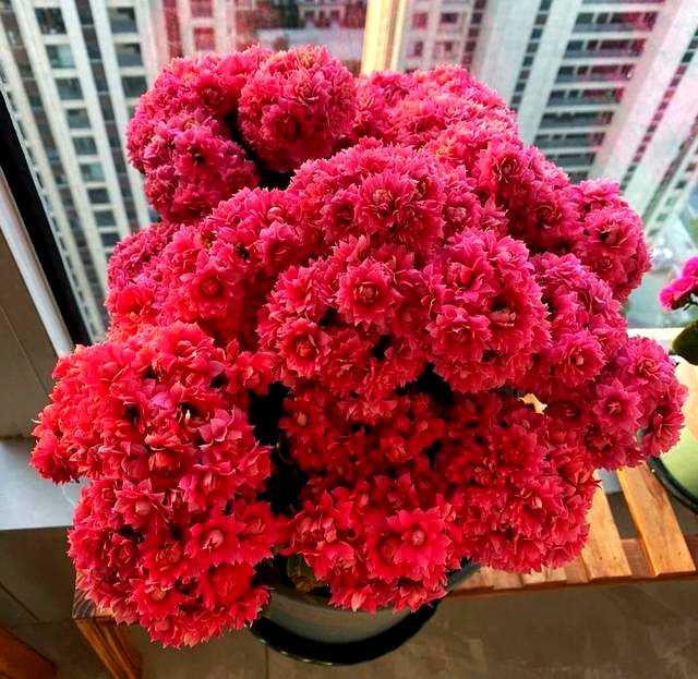 王阿姨正悠闲地给窗台的长寿花修剪残枝，花儿开得正艳，红的粉的交织在一起，她的脸上洋溢着轻松满足的笑容。