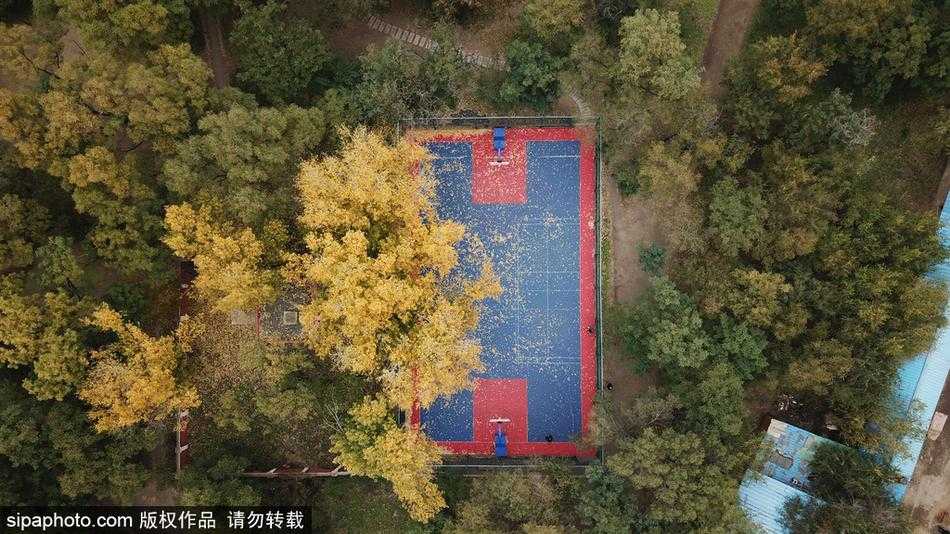 秋叶为球场披上金装 沈阳这一隅成最美打卡地 俯瞰视角下,金黄色的落叶如同碎金般洒满整个篮球场,绿色的地面与黄色的叶子交织出秋日独有的色彩交响曲。