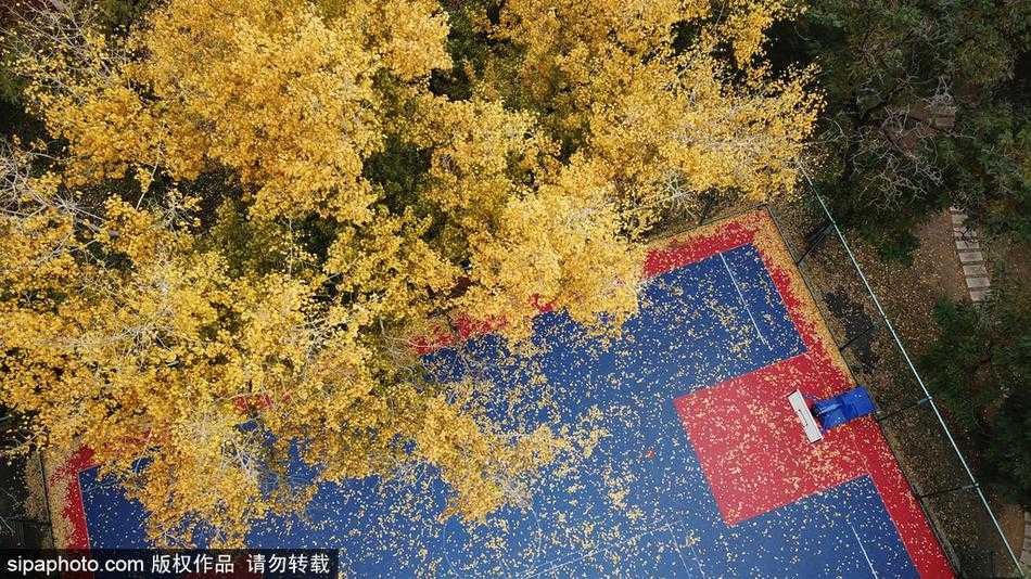 秋叶为球场披上金装 沈阳这一隅成最美打卡地 从球场一侧望去,落叶不规则却又有致地铺满地面,远处是公园里的常青树木,勾勒出一幅静谧的秋日园林图。