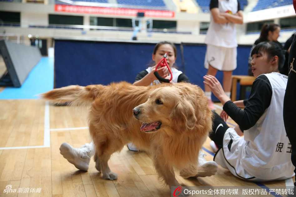 金兰携瑞犬,京城展英姿:北京女篮新春写真定格柔情与霸气 齐思特和齐钰姐妹花与斗牛犬合影,表情古灵精怪,彰显了球队年轻一代活泼且坚韧的独特气质。